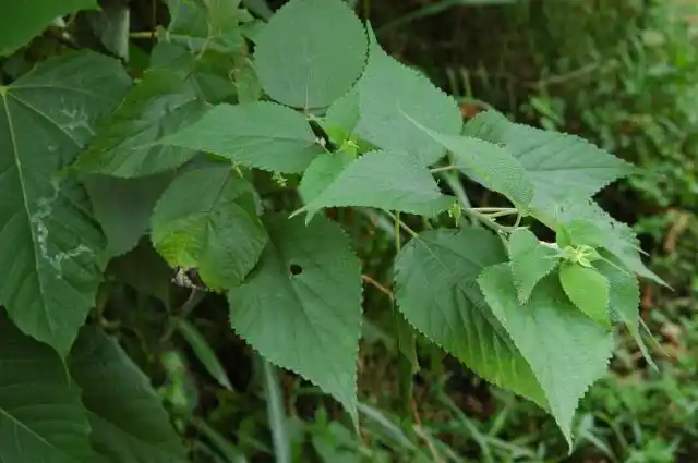种称呼,它的学名称之为苎麻,它的俗名有野麻,白麻,青麻,家麻,野苎麻等