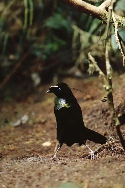 雀形目极乐鸟科六线风鸟属阿法六线风鸟