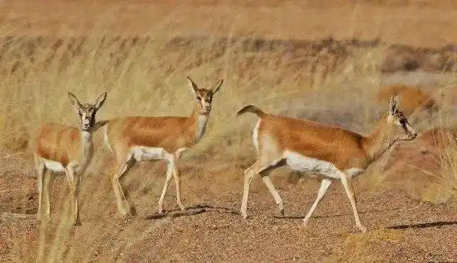 黄羊不是羊—蒙原羚|国宝知多少|野生动物|藏原羚|羚羊_网易订阅