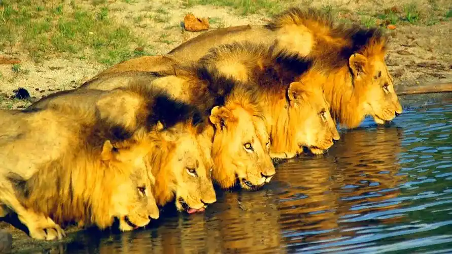 坏男孩联盟系列:t先生,怪尾巴火拼保卫者雄狮联盟(7)