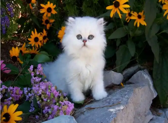 波斯猫的优缺点很明显,养之前要考虑清楚