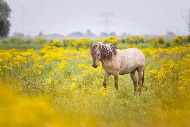 美丽的野生马春草甸上自然的特写照片油菜花旅游