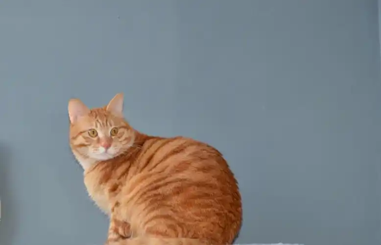 胆小橘猫猫成年咯