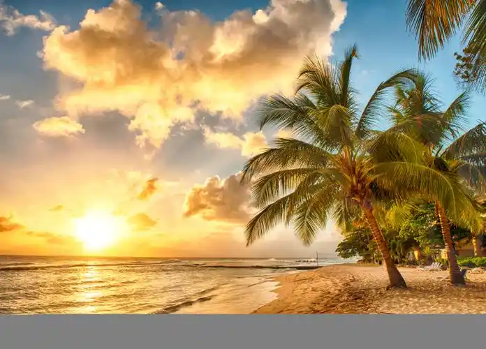 海边日出椰子树图片