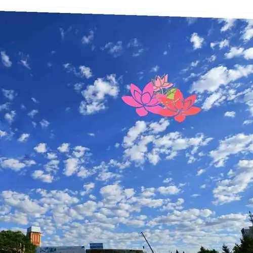 有三朵鲜艳莲花的空中