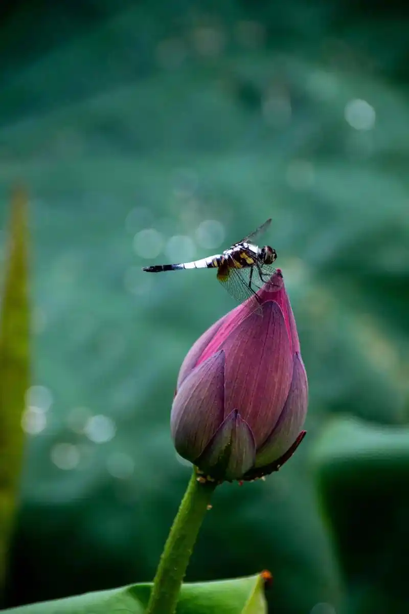 今日分享 #这个夏天#借几张俺家嫂子拍的蜻蜓荷花#唯美系列 - 抖音