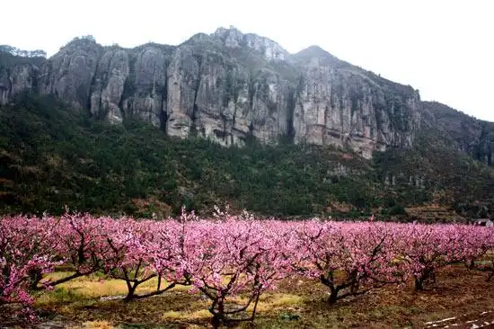 春天寻找慢生活 就去天台山看浪漫花海