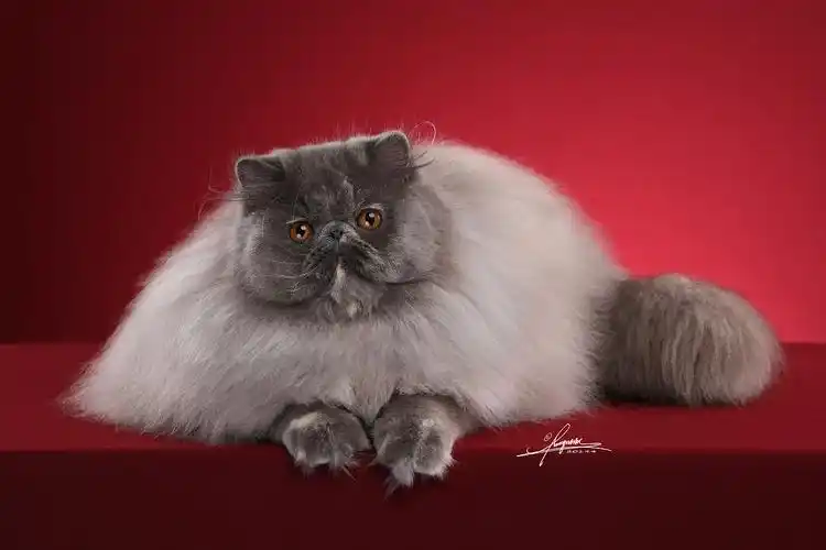 波斯猫