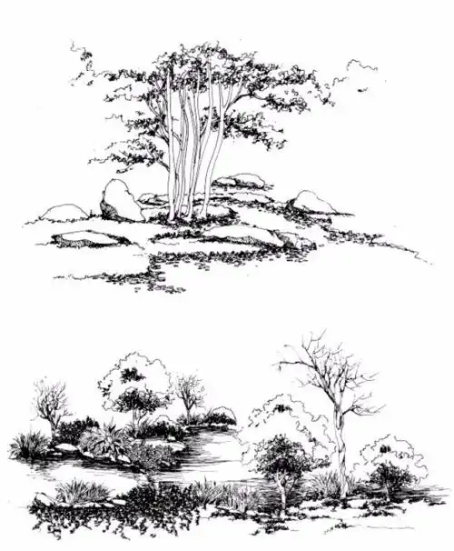 景观植物精致线稿图参考