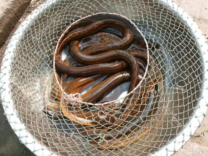 野生长鱼 - 闲置转让 - 梦溪论坛 镇江,时事,招聘