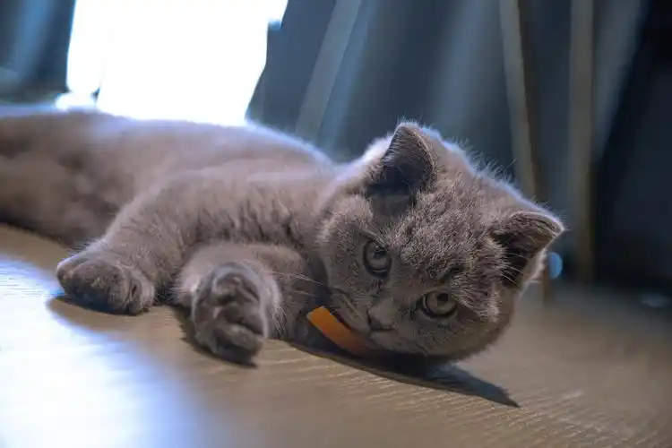 一直可爱的小蓝胖子