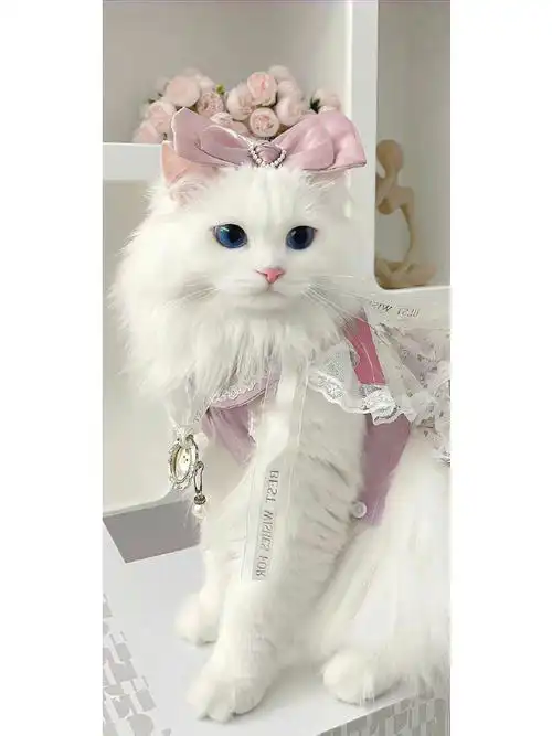 一组可爱的猫猫9292壁纸#壁纸##猫咪