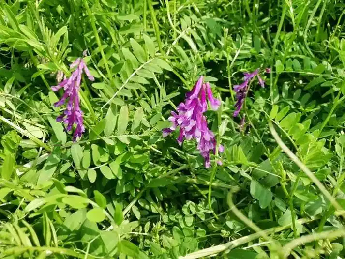 野豌豆是一种很特别的植物,它在 3 月就开始生长,6 月开花,7