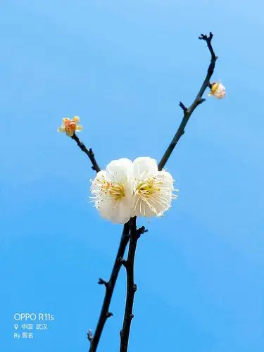 蓝天下的白梅花醉美了