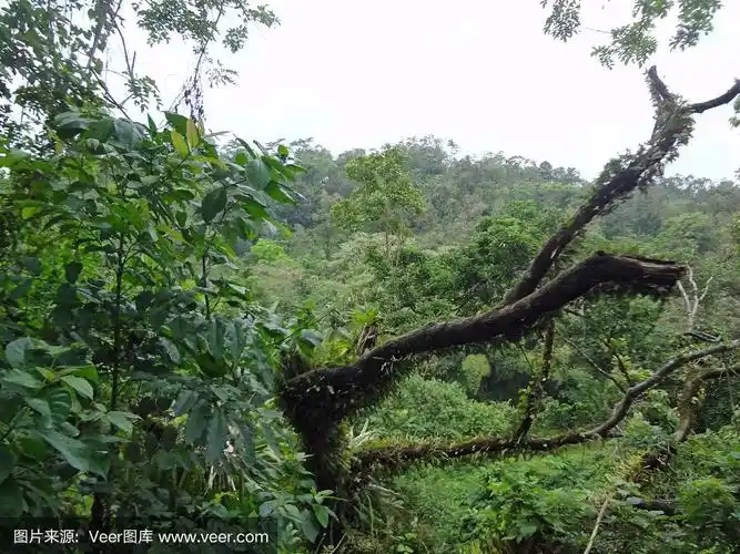 哥斯达黎加雨林