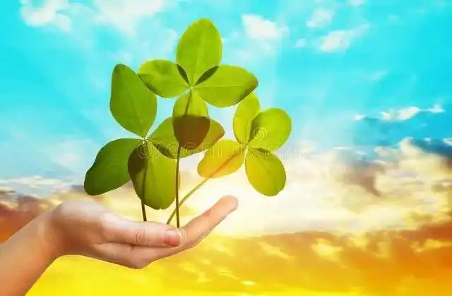 那是一枚翠绿的幸运四叶草,被一只柔荑似的玉臂托举在金色阳光里.