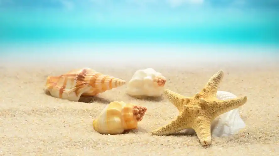 贝壳,海星,海滩,大海 壁纸 - 3840x2160 uhd 4k极清