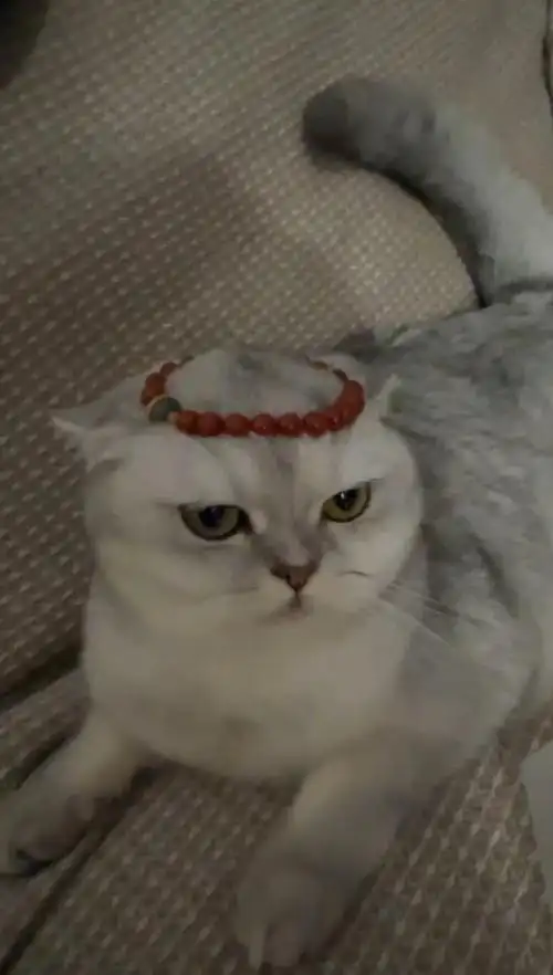 [脱单doge][脱单doge][脱单doge][脱单doge]