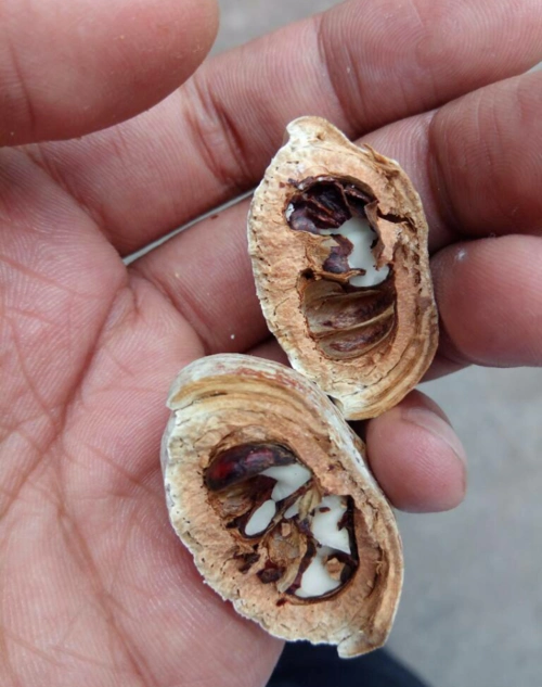 这个叫壮阳果吗?