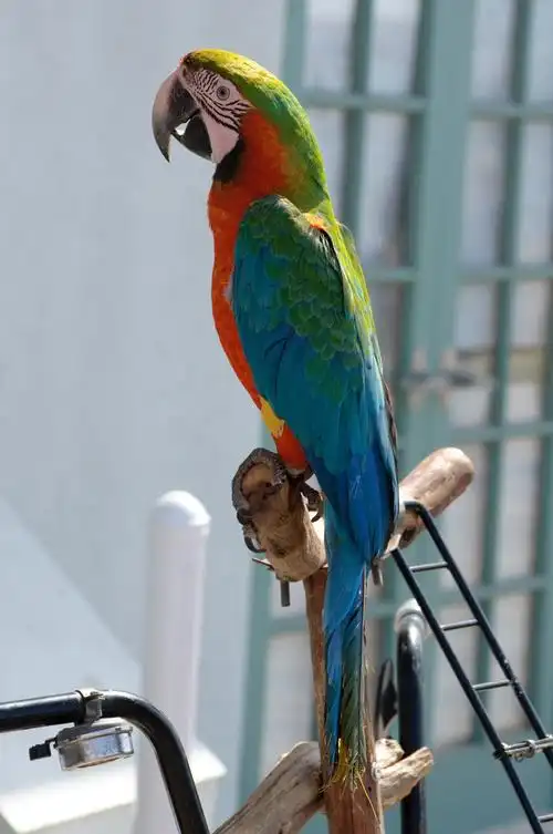 绿色,鹦鹉,漂亮,彩色,宠物,鸟,伙伴,展示
