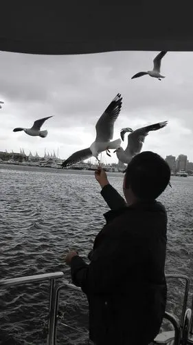 呵呵,精灵就是精灵,可爱的海鸥.