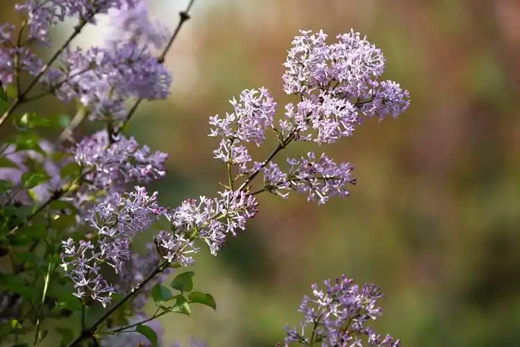 100        曝光补偿:   0 ev 查看大图 手机看图 作品简介 丁香花