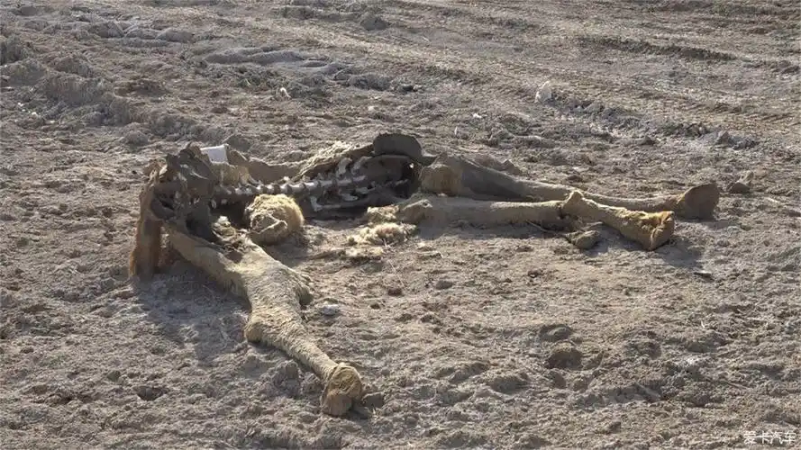 据说无人区自驾游,夜里不能住在车内,驴友分析了原因!