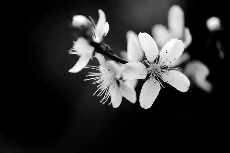 黑白桃花-小品-春回大地,不断更新