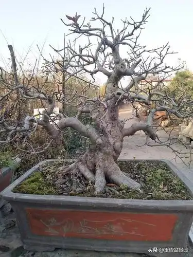 培养二十多年的绚丽海棠盆景