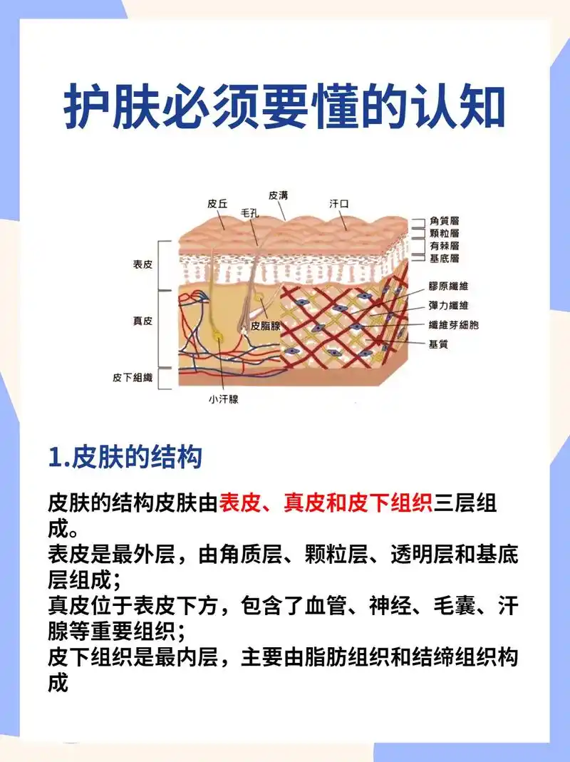 1.皮肤的结构 皮肤的结构皮肤由表皮 - 抖音