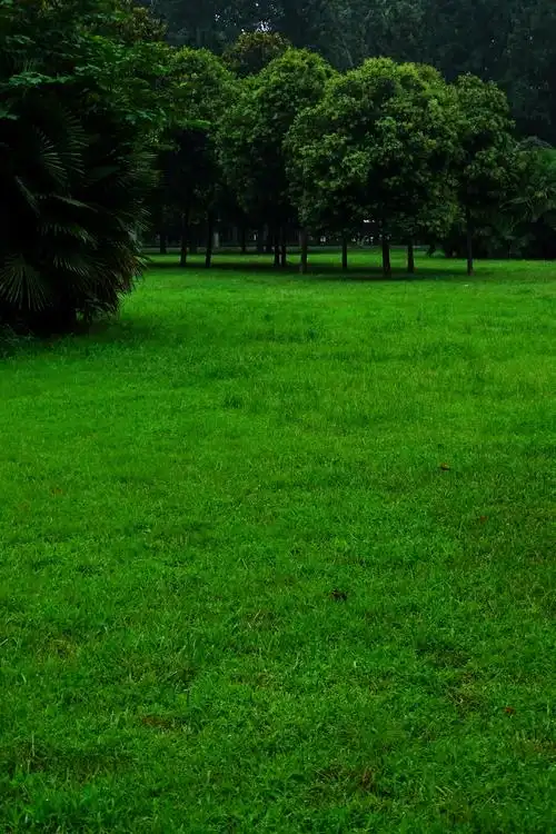 绿草如茵宜养眼