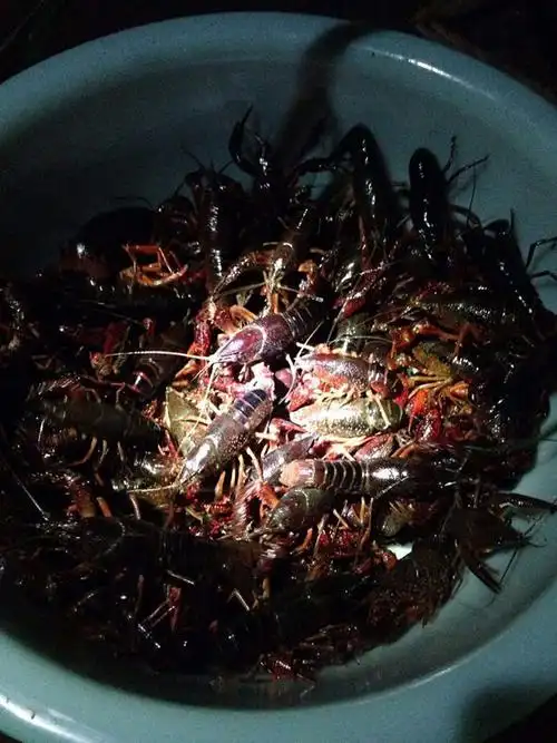 "静悄悄"地去钓小龙虾