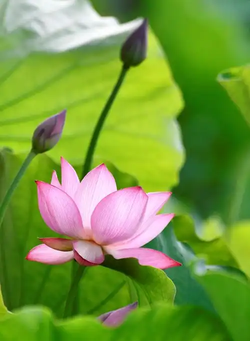 这里的荷花,唯美了夏天