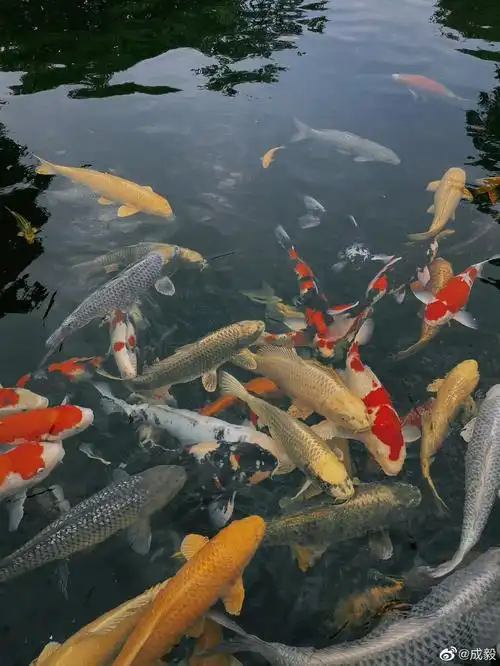 失踪人口@成毅 闪现营业,随手拍山水景色和锦鲤……__财经头条