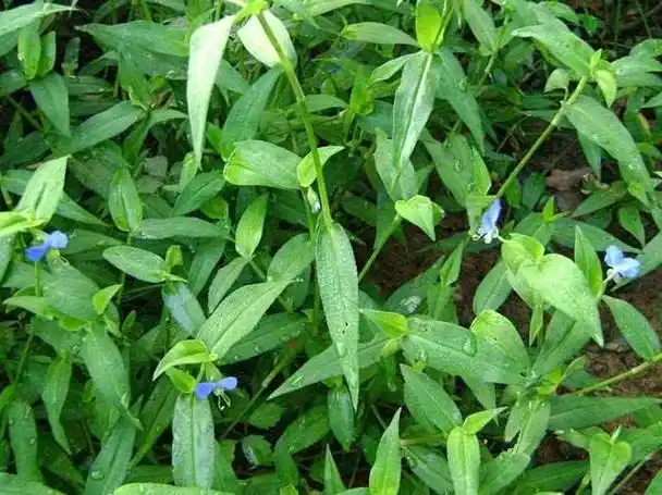 农村这野草7月合适吃,有治便秘的功效,如今少有人吃过