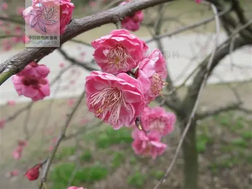 南京照水朱砂梅