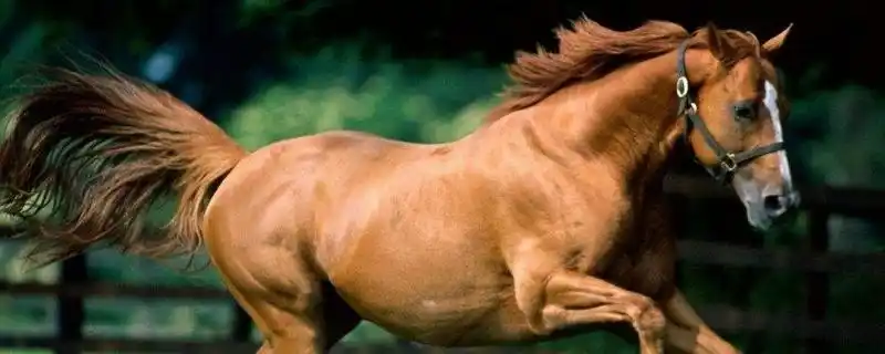 马下面长长的是什么东西