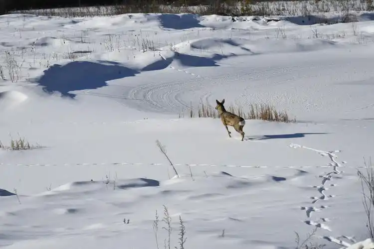 狍子春节来拜年 民警护送把家还_央广网