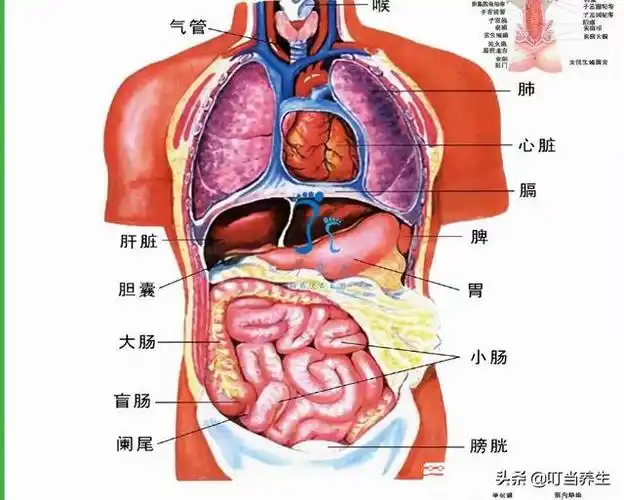 身体器官分布图陪你掌握五脏六腑