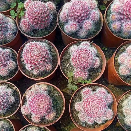 红娜丸仙人球红色稀有品种自根仙人掌类植物多肉花卉