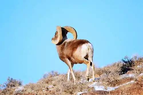 栖息在中蒙边境线的盘羊