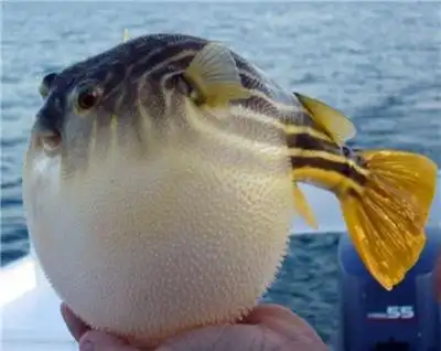 气鼓鼓的河豚鱼图片精选