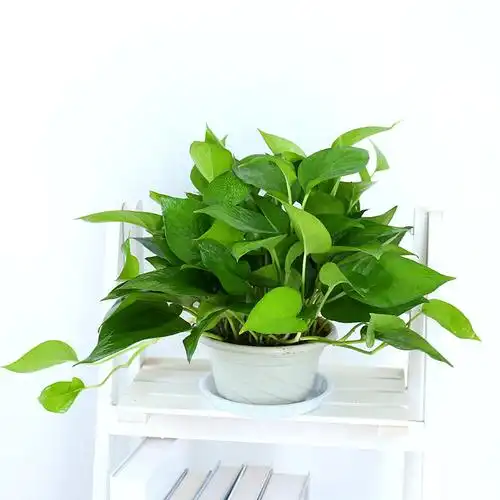 大叶绿萝柱吸甲醛净化空气盆栽四季常绿叶绿植家庭室内