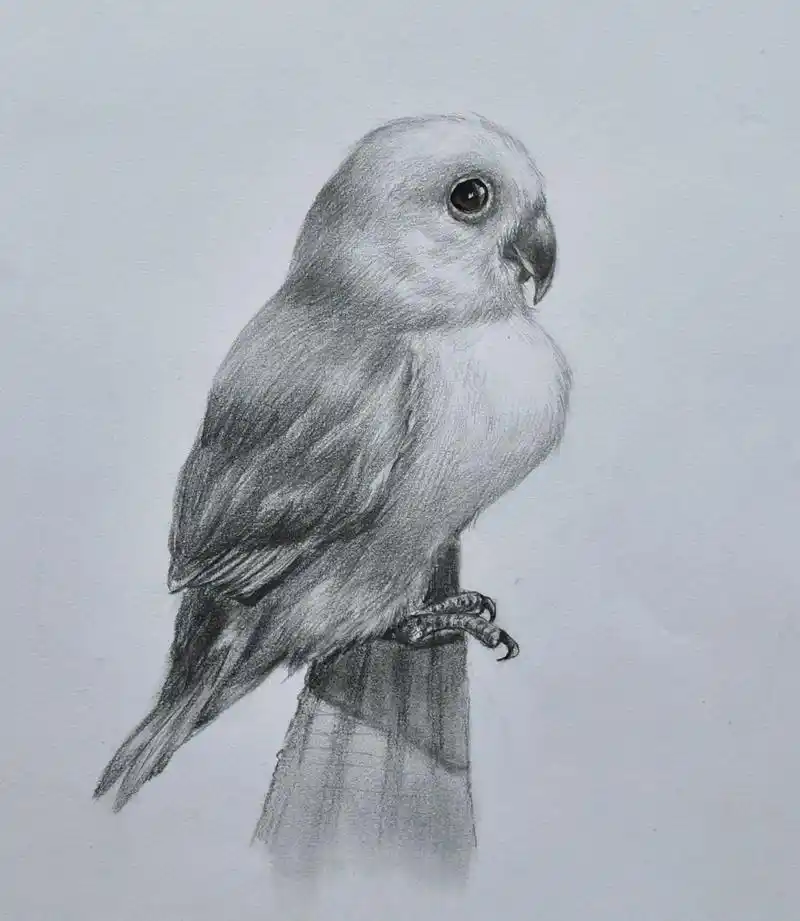 简单易学的素描动物「牡丹鹦鹉」 画鸟相对比较简单,造型容易画,画的