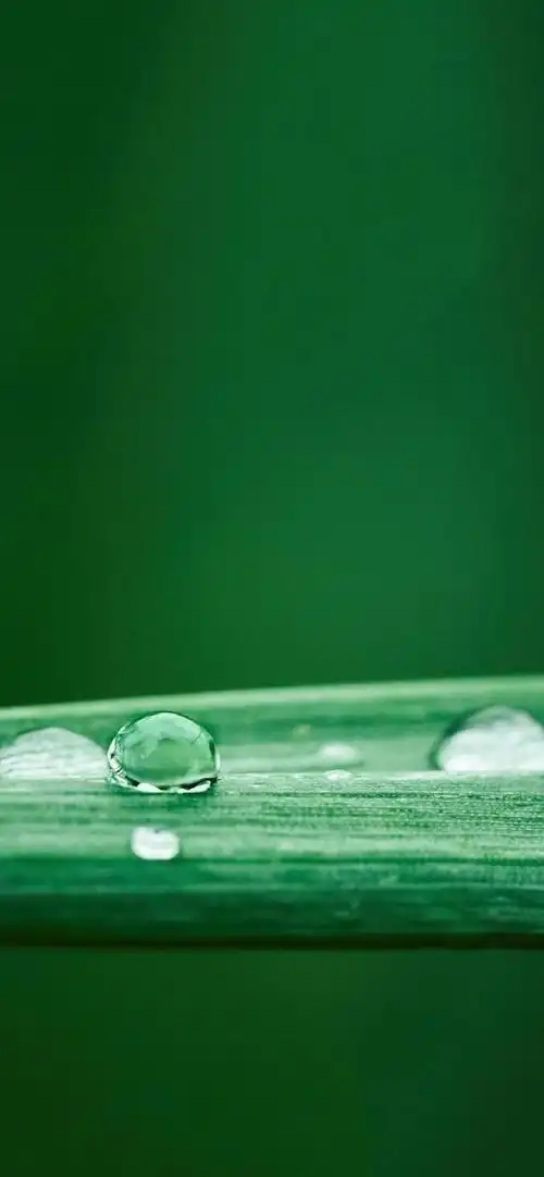 多彩壁纸688期|高清壁纸无水印 清新绿色护眼壁纸