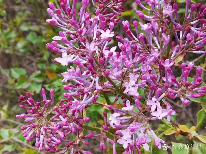 这张丁香花照片真的好美呀!