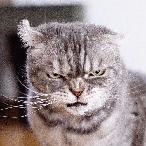 社会我喵哥,每天都是一副很凶的表情,网友称:大佬