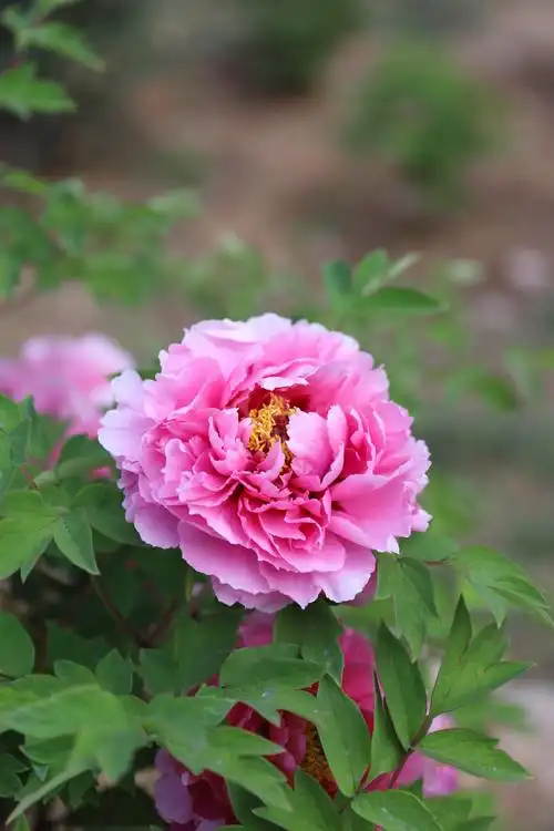 牡丹花很漂亮!雍容华贵!拍摄定格美丽!(相机拍摄)