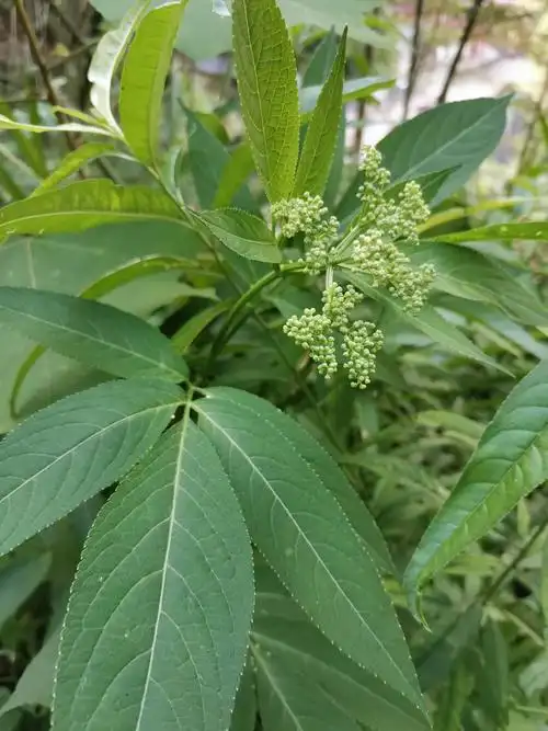 走进自然,探寻中药.