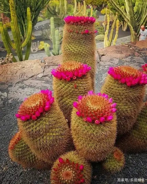 也许你不知道在世界另一边,成片沙漠植物仙人球掌,开花如此美丽